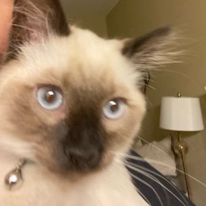 Meet your Posher, Isabella